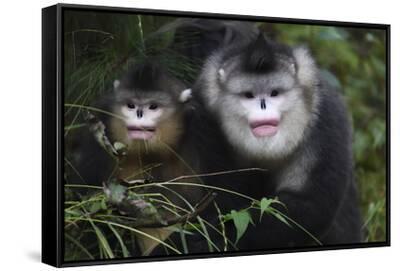 Yunnan snub-nosed monkeys adult and young, Ta Cheng Nature Reserve
