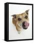 Staffordshire Bull Terrier Bitch Looking Up and Licking Her Snout-Jane Burton-Framed Stretched Canvas