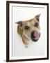 Staffordshire Bull Terrier Bitch Looking Up and Licking Her Snout-Jane Burton-Framed Premium Photographic Print