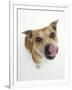 Staffordshire Bull Terrier Bitch Looking Up and Licking Her Snout-Jane Burton-Framed Premium Photographic Print