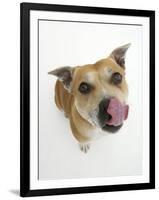 Staffordshire Bull Terrier Bitch Looking Up and Licking Her Snout-Jane Burton-Framed Premium Photographic Print