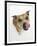 Staffordshire Bull Terrier Bitch Looking Up and Licking Her Snout-Jane Burton-Framed Premium Photographic Print