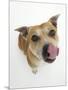 Staffordshire Bull Terrier Bitch Looking Up and Licking Her Snout-Jane Burton-Mounted Premium Photographic Print