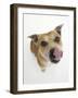 Staffordshire Bull Terrier Bitch Looking Up and Licking Her Snout-Jane Burton-Framed Photographic Print