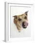 Staffordshire Bull Terrier Bitch Looking Up and Licking Her Snout-Jane Burton-Framed Photographic Print