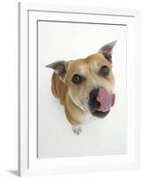 Staffordshire Bull Terrier Bitch Looking Up and Licking Her Snout-Jane Burton-Framed Photographic Print