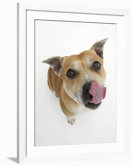 Staffordshire Bull Terrier Bitch Looking Up and Licking Her Snout-Jane Burton-Framed Photographic Print