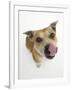 Staffordshire Bull Terrier Bitch Looking Up and Licking Her Snout-Jane Burton-Framed Photographic Print