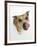 Staffordshire Bull Terrier Bitch Looking Up and Licking Her Snout-Jane Burton-Framed Photographic Print