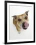 Staffordshire Bull Terrier Bitch Looking Up and Licking Her Snout-Jane Burton-Framed Photographic Print