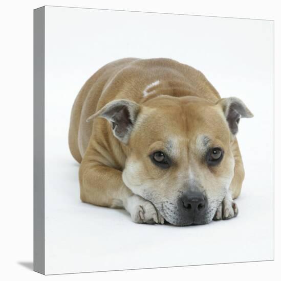 Staffordshire Bull Terrier Bitch Lying Down with Chin on Floor-Jane Burton-Stretched Canvas