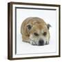 Staffordshire Bull Terrier Bitch Lying Down with Chin on Floor-Jane Burton-Framed Photographic Print