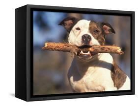 Staffordshire Bull Terrier Carrying Stick in Its Mouth-Adriano Bacchella-Framed Stretched Canvas