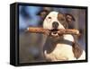 Staffordshire Bull Terrier Carrying Stick in Its Mouth-Adriano Bacchella-Framed Stretched Canvas