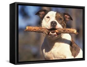 Staffordshire Bull Terrier Carrying Stick in Its Mouth-Adriano Bacchella-Framed Stretched Canvas