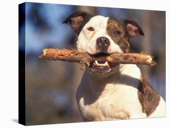 Staffordshire Bull Terrier Carrying Stick in Its Mouth-Adriano Bacchella-Stretched Canvas