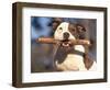 Staffordshire Bull Terrier Carrying Stick in Its Mouth-Adriano Bacchella-Framed Premium Photographic Print