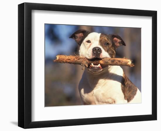 Staffordshire Bull Terrier Carrying Stick in Its Mouth-Adriano Bacchella-Framed Premium Photographic Print