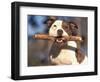 Staffordshire Bull Terrier Carrying Stick in Its Mouth-Adriano Bacchella-Framed Premium Photographic Print