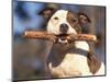 Staffordshire Bull Terrier Carrying Stick in Its Mouth-Adriano Bacchella-Mounted Premium Photographic Print