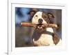 Staffordshire Bull Terrier Carrying Stick in Its Mouth-Adriano Bacchella-Framed Photographic Print