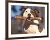 Staffordshire Bull Terrier Carrying Stick in Its Mouth-Adriano Bacchella-Framed Photographic Print