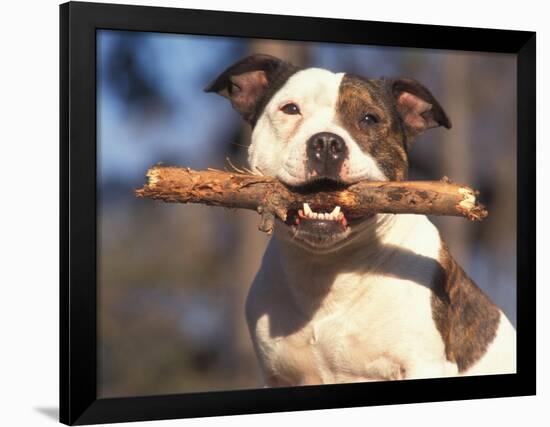 Staffordshire Bull Terrier Carrying Stick in Its Mouth-Adriano Bacchella-Framed Photographic Print