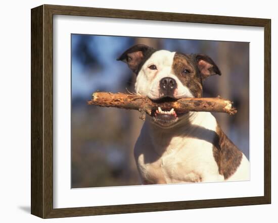 Staffordshire Bull Terrier Carrying Stick in Its Mouth-Adriano Bacchella-Framed Photographic Print