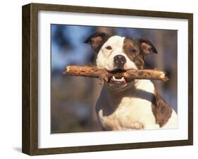 Staffordshire Bull Terrier Carrying Stick in Its Mouth-Adriano Bacchella-Framed Photographic Print
