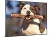 Staffordshire Bull Terrier Carrying Stick in Its Mouth-Adriano Bacchella-Mounted Photographic Print