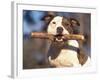 Staffordshire Bull Terrier Carrying Stick in Its Mouth-Adriano Bacchella-Framed Photographic Print