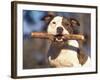 Staffordshire Bull Terrier Carrying Stick in Its Mouth-Adriano Bacchella-Framed Photographic Print