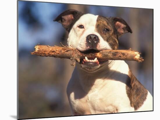 Staffordshire Bull Terrier Carrying Stick in Its Mouth-Adriano Bacchella-Mounted Photographic Print