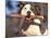 Staffordshire Bull Terrier Carrying Stick in Its Mouth-Adriano Bacchella-Mounted Photographic Print