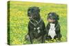 Staffordshire Bull Terrier Dogs-null-Stretched Canvas