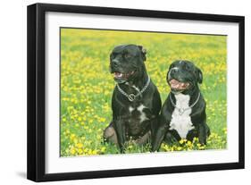 Staffordshire Bull Terrier Dogs-null-Framed Photographic Print