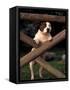 Staffordshire Bull Terrier Looking Through Fence-Adriano Bacchella-Framed Stretched Canvas