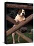 Staffordshire Bull Terrier Looking Through Fence-Adriano Bacchella-Stretched Canvas