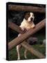 Staffordshire Bull Terrier Looking Through Fence-Adriano Bacchella-Stretched Canvas