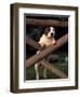 Staffordshire Bull Terrier Looking Through Fence-Adriano Bacchella-Framed Premium Photographic Print