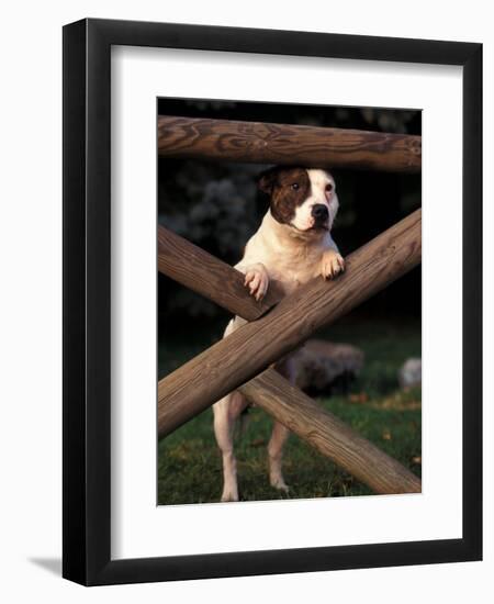 Staffordshire Bull Terrier Looking Through Fence-Adriano Bacchella-Framed Premium Photographic Print