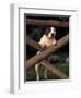 Staffordshire Bull Terrier Looking Through Fence-Adriano Bacchella-Framed Premium Photographic Print