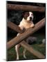 Staffordshire Bull Terrier Looking Through Fence-Adriano Bacchella-Mounted Premium Photographic Print