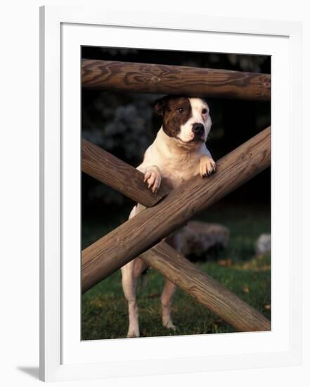 Staffordshire Bull Terrier Looking Through Fence-Adriano Bacchella-Framed Photographic Print