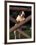 Staffordshire Bull Terrier Looking Through Fence-Adriano Bacchella-Framed Photographic Print