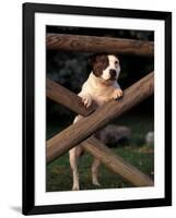 Staffordshire Bull Terrier Looking Through Fence-Adriano Bacchella-Framed Photographic Print