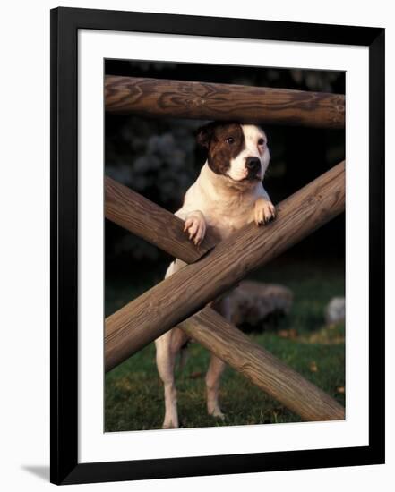 Staffordshire Bull Terrier Looking Through Fence-Adriano Bacchella-Framed Photographic Print