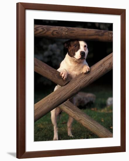 Staffordshire Bull Terrier Looking Through Fence-Adriano Bacchella-Framed Photographic Print