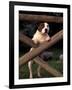 Staffordshire Bull Terrier Looking Through Fence-Adriano Bacchella-Framed Photographic Print