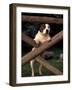 Staffordshire Bull Terrier Looking Through Fence-Adriano Bacchella-Framed Photographic Print